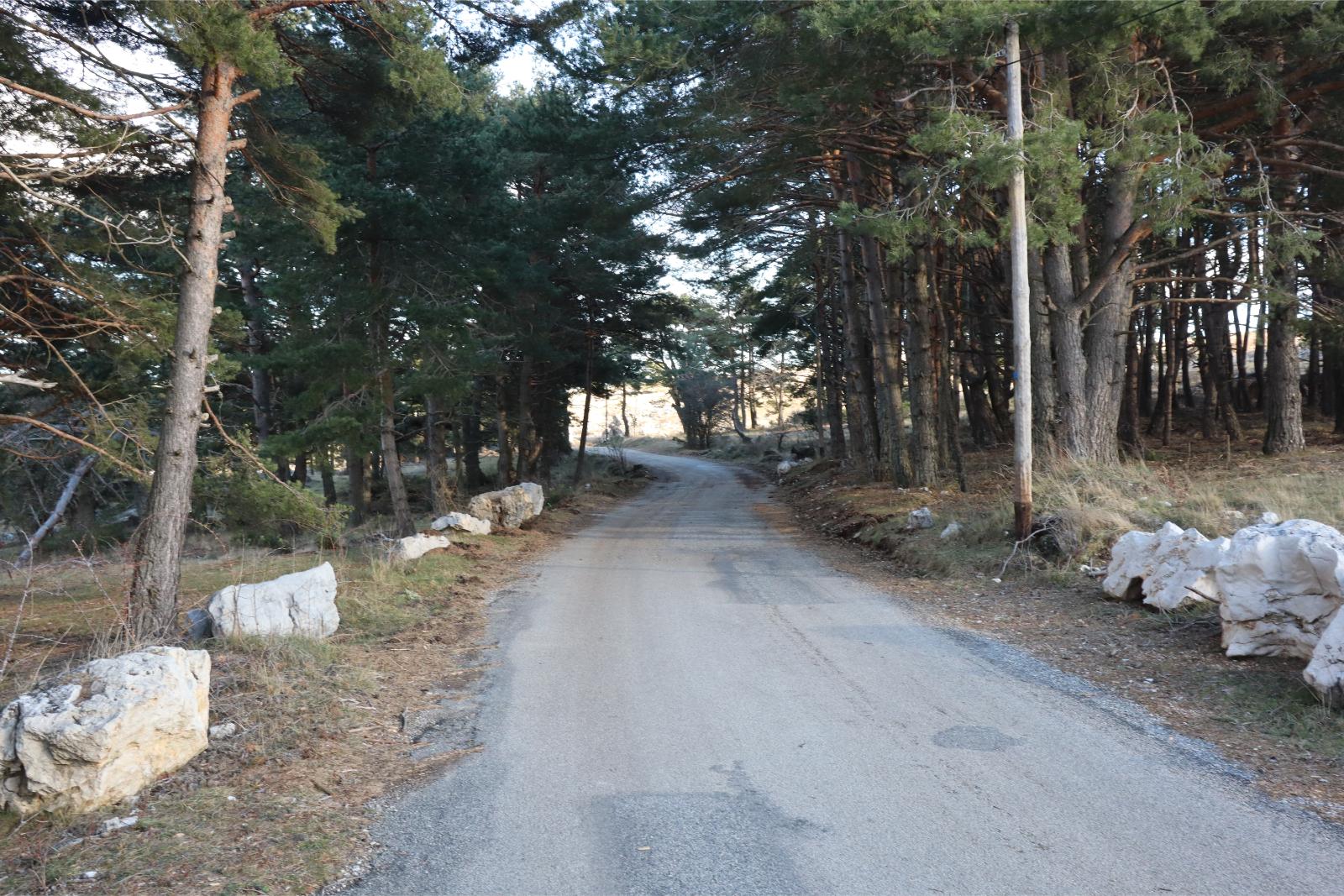 Thursday January 18th 2024, Plateau de Caussols, South of France, a simple road between the trees
