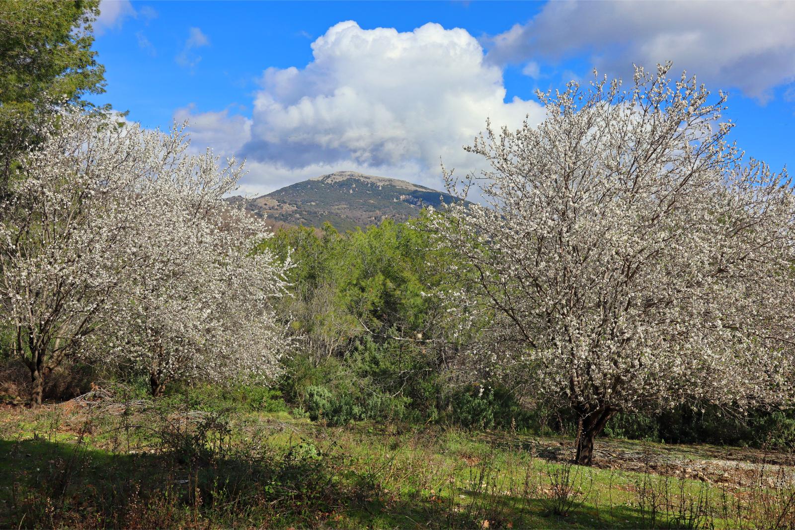 Saturday March 2nd 2024, Trees in Flower (No that is not Mount Fuji on the background!), Path to the Camp Romain near Le Rouret South of France